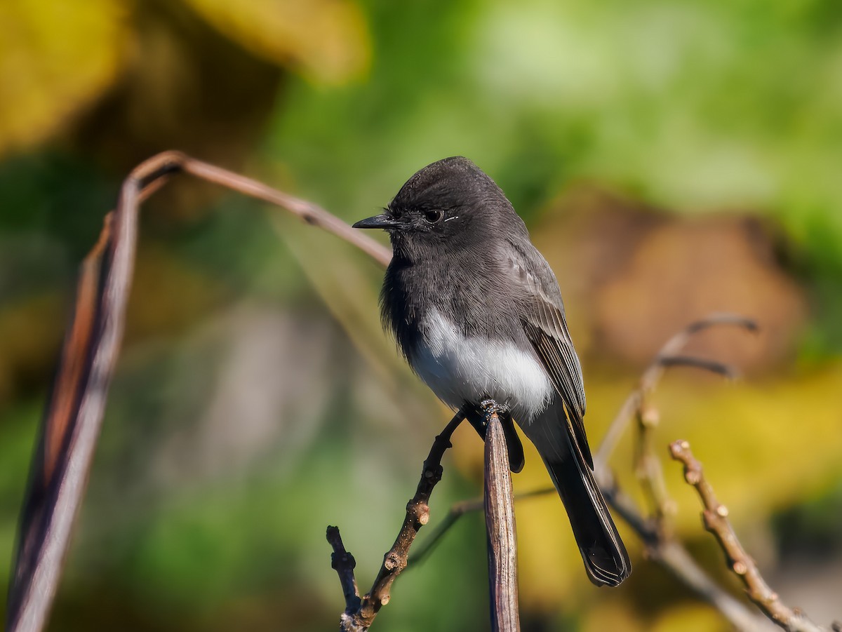 Black Phoebe - ML646214630