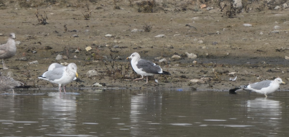 Kaio iluna - ML646214632