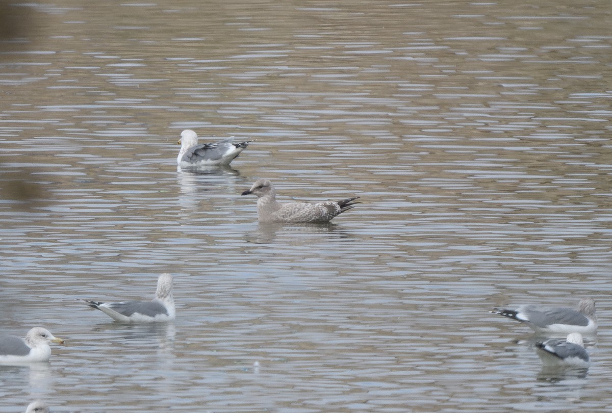 Iceland Gull (Thayer's) - ML646214635
