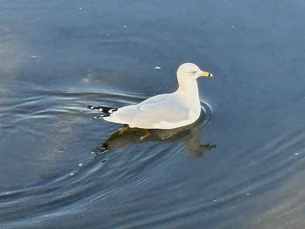 Ring-billed Gull - ML646214637