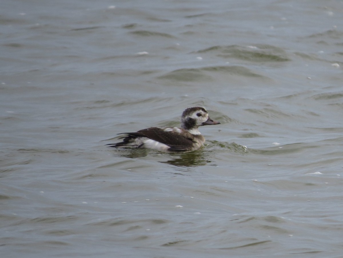 havelle - ML646214638