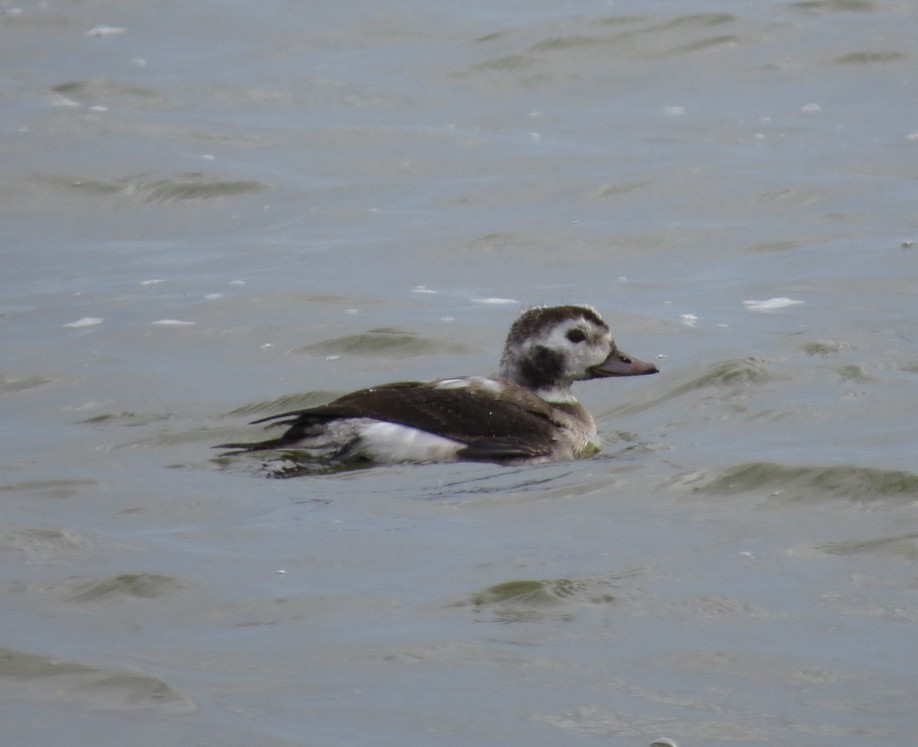 havelle - ML646214639