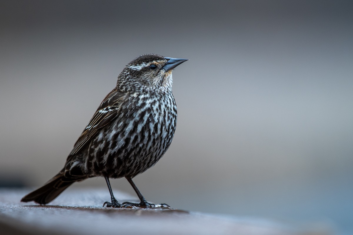 Red-winged Blackbird - ML646214642