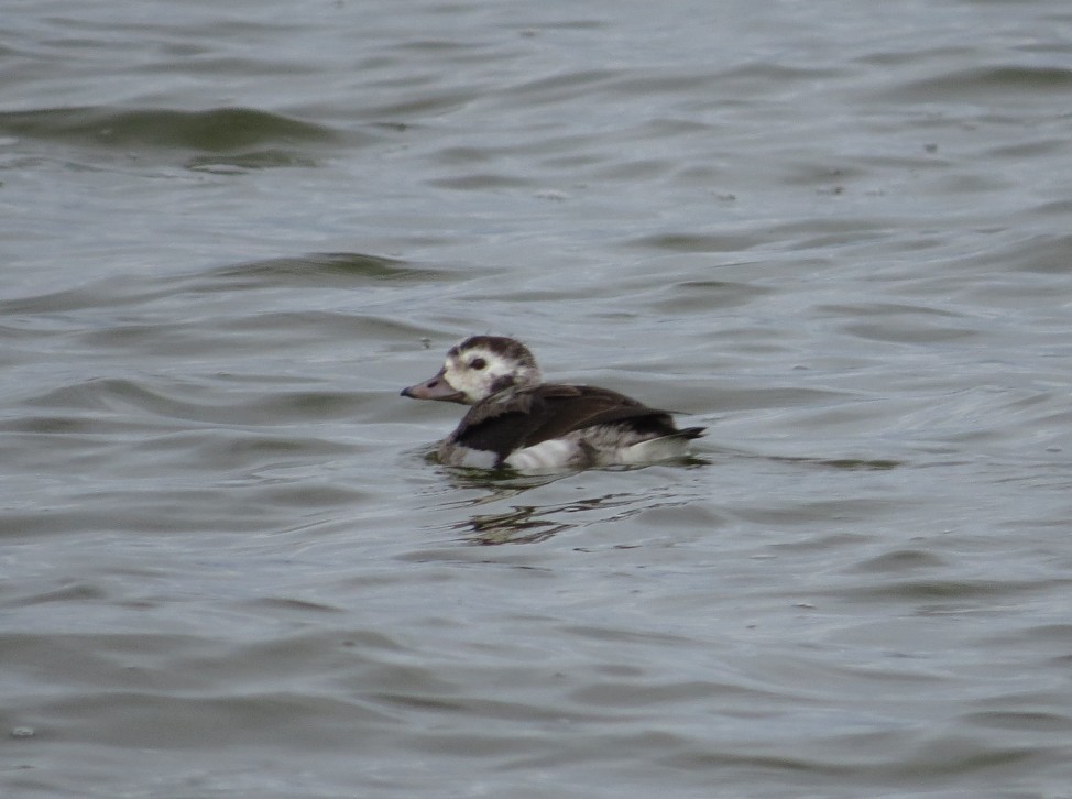 havelle - ML646214643