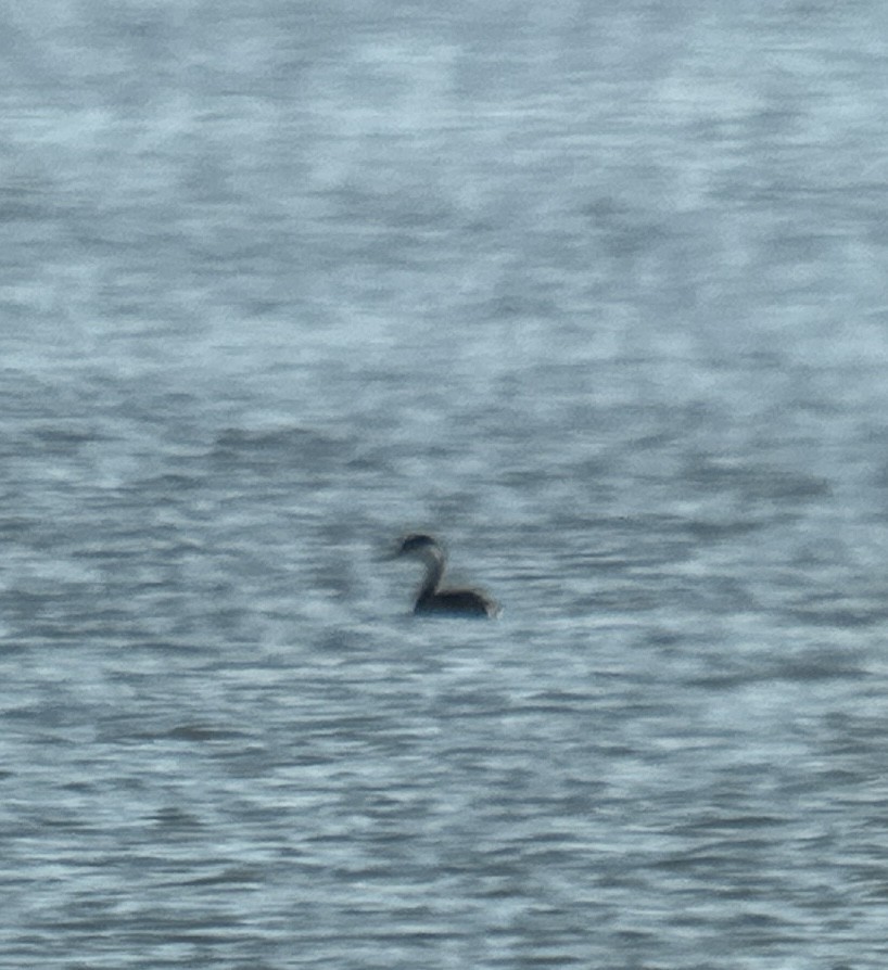 Western Grebe - ML646214649