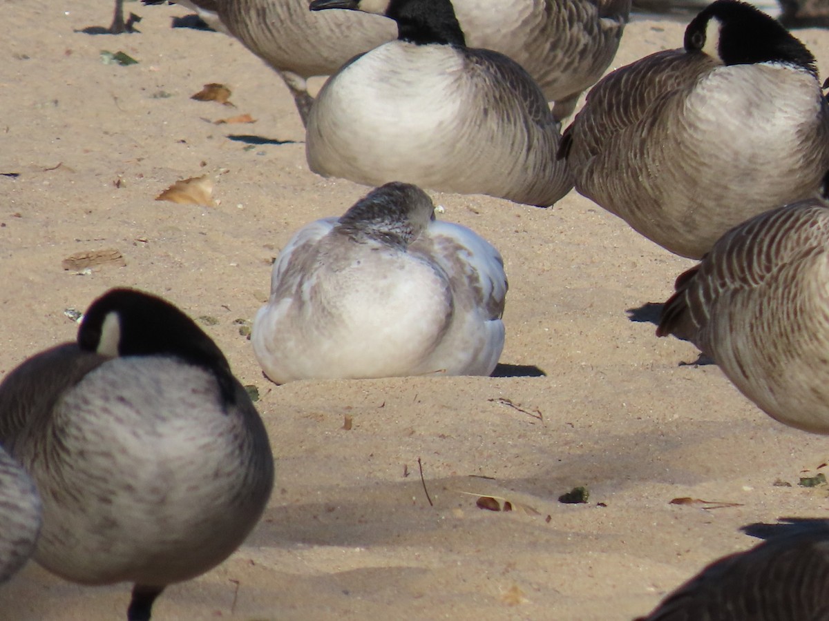 Цасны галуу - ML646214651
