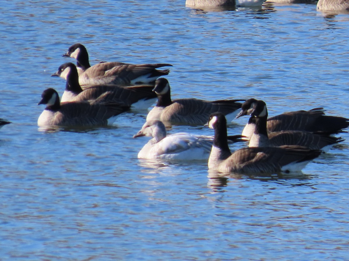 Цасны галуу - ML646214652
