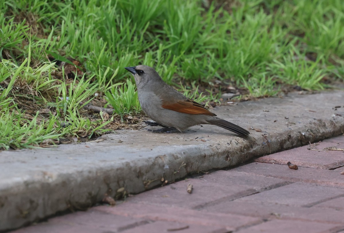 Grayish Baywing - ML646214654