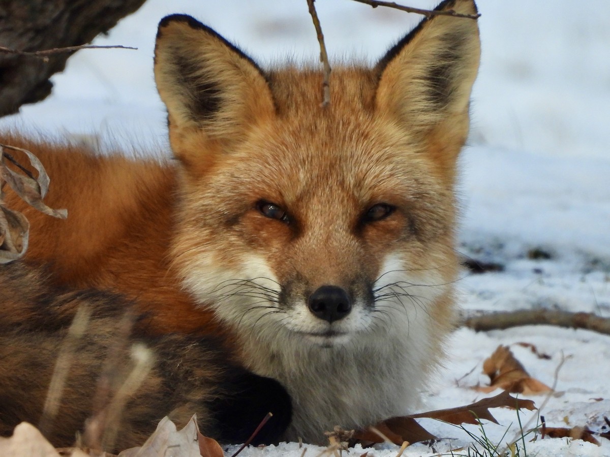 Red Fox - ML646214656
