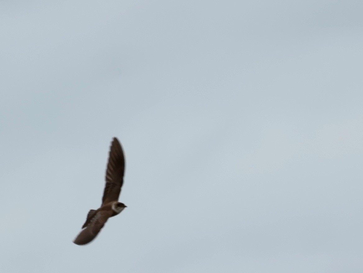 Brown-chested Martin - ML646214657