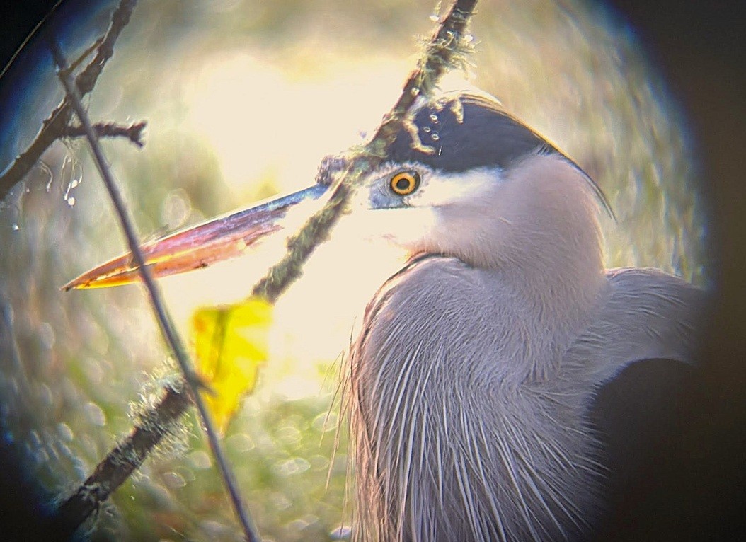 Great Blue Heron - ML646214666