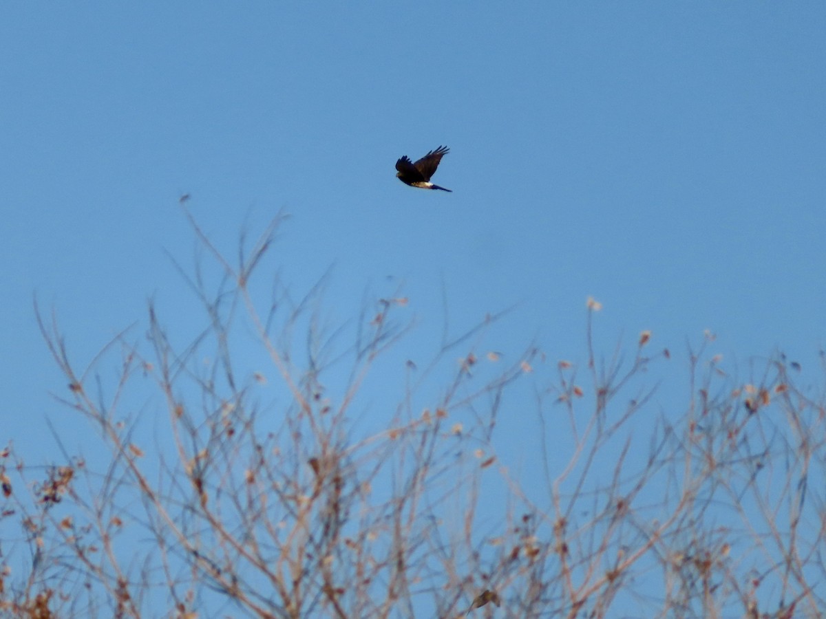 Northern Harrier - ML646214669