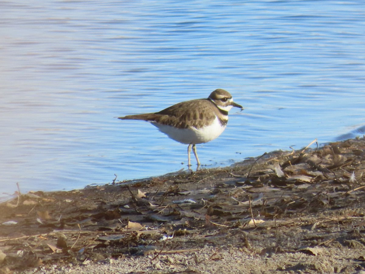 Killdeer - ML646214672