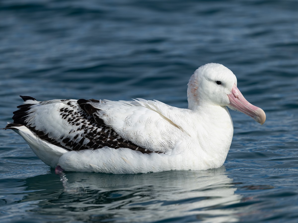 Antipodean Albatross - ML646214673