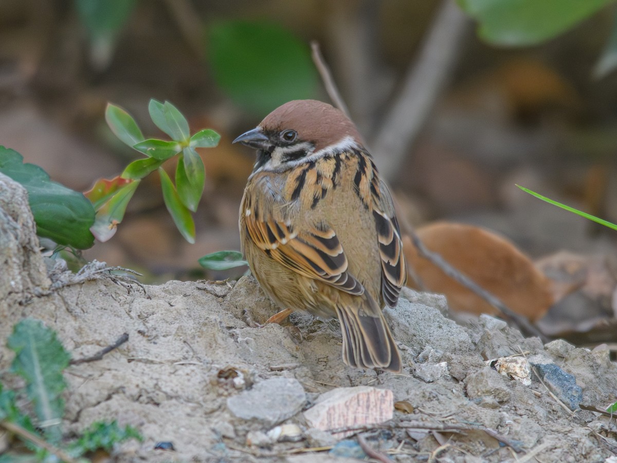 Eurasian Tree Sparrow - ML646214674