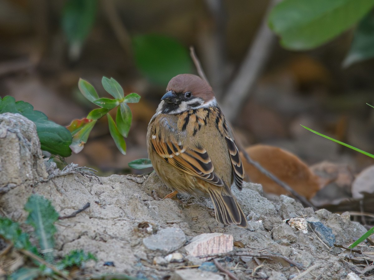 Eurasian Tree Sparrow - ML646214675