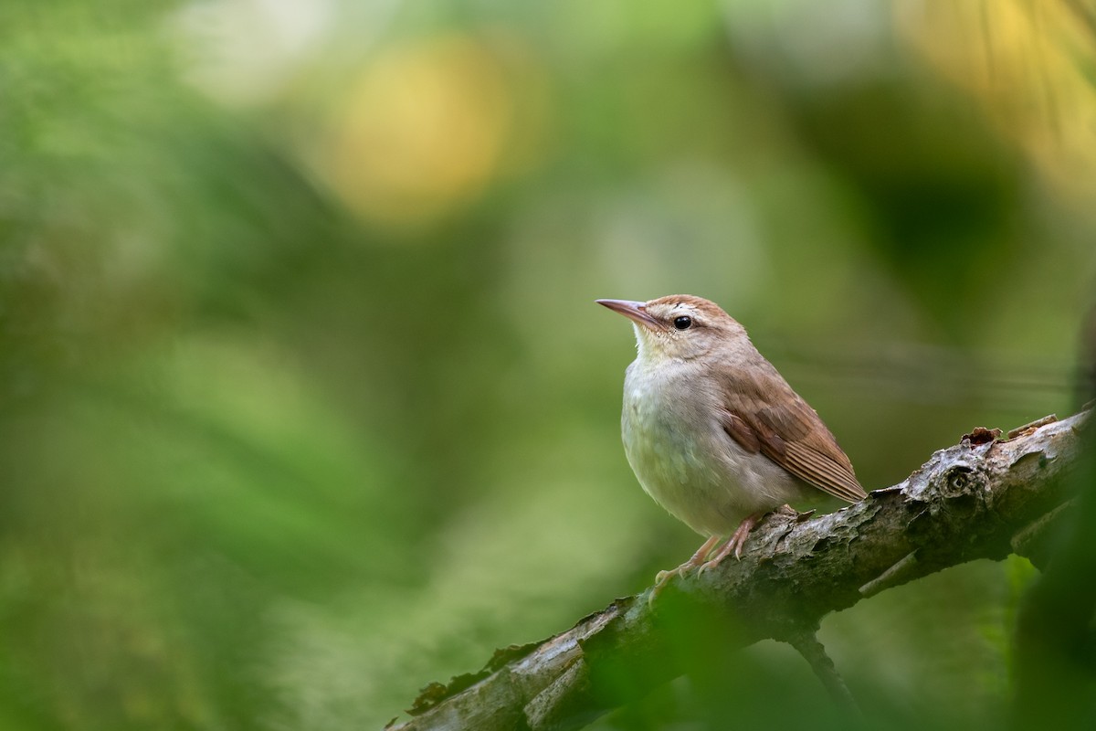 Swainson's Warbler - ML646214677