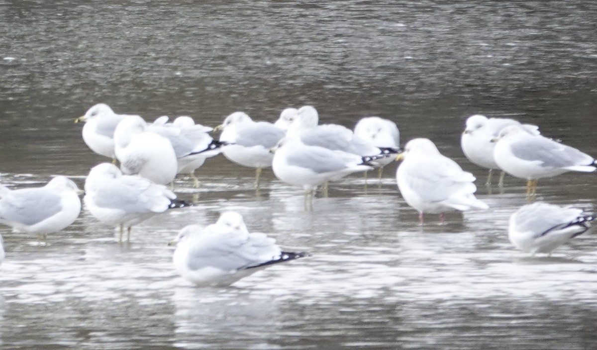 racek polární - ML646214678