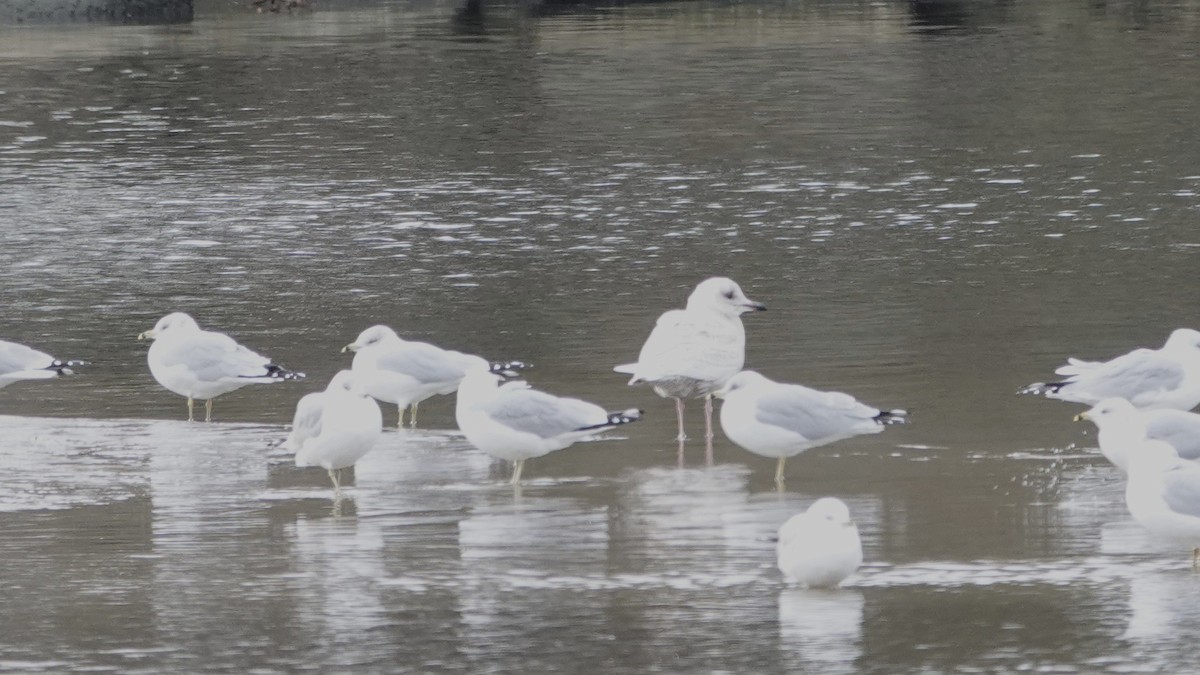 racek polární - ML646214679