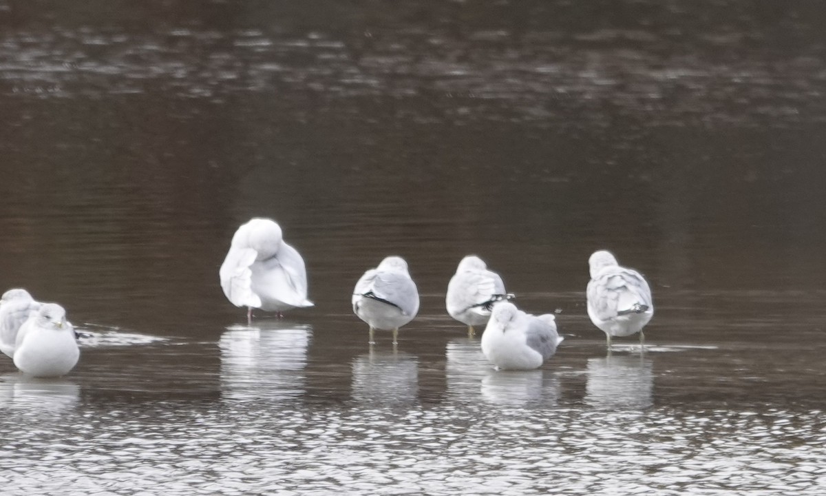 racek polární - ML646214680