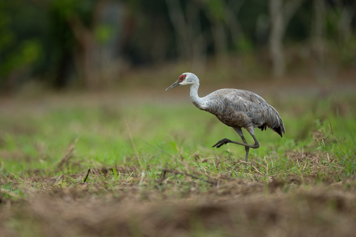 עגור קנדי - ML646214687