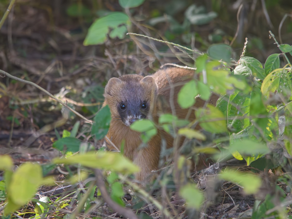 Siberian Weasel - ML646214691
