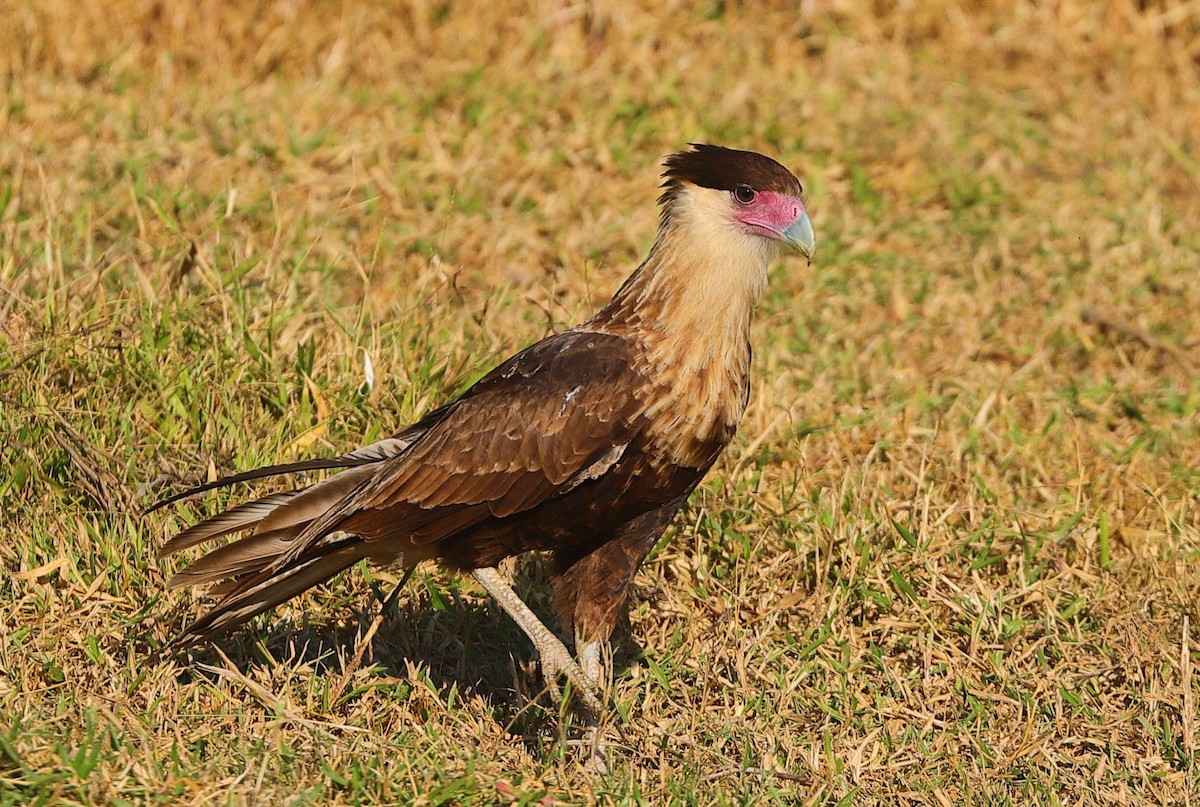 Crested Caracara - ML646214692