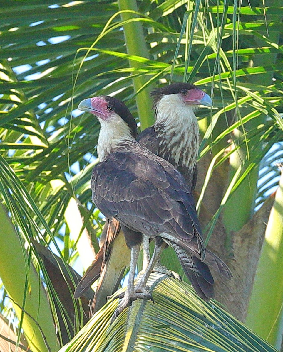 Crested Caracara - ML646214693