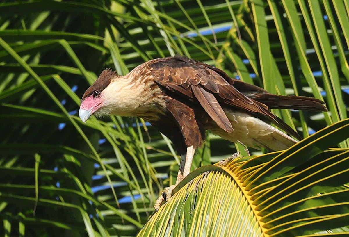 Crested Caracara - ML646214694
