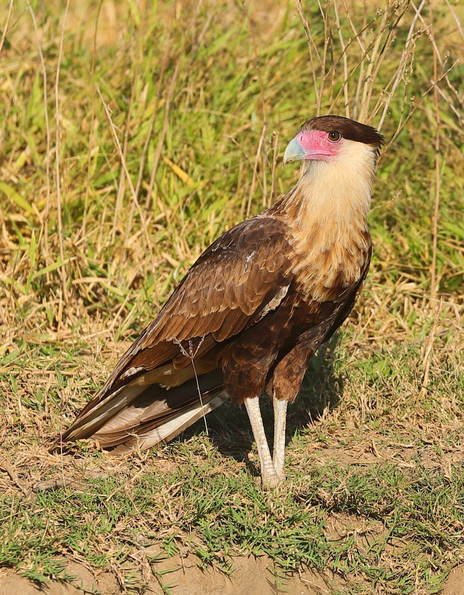 Crested Caracara - ML646214695