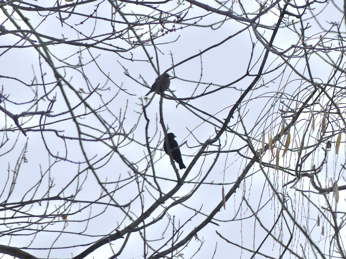 Коровий трупиал, буроголовый желтушник - ML646214697