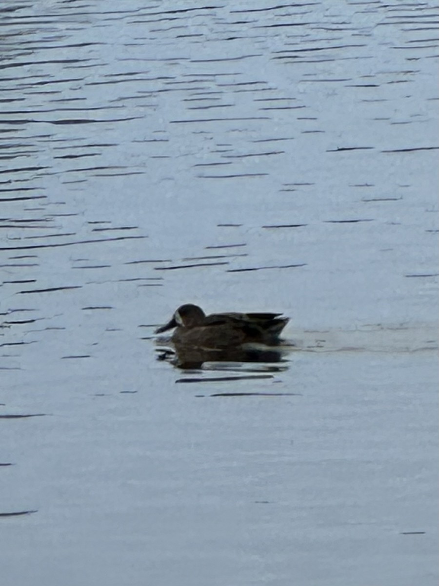 Blue-winged Teal - ML646214700