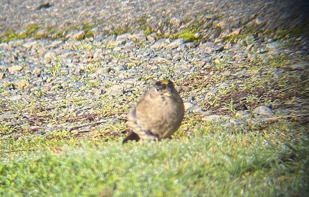 Golden-crowned Sparrow - ML646214705