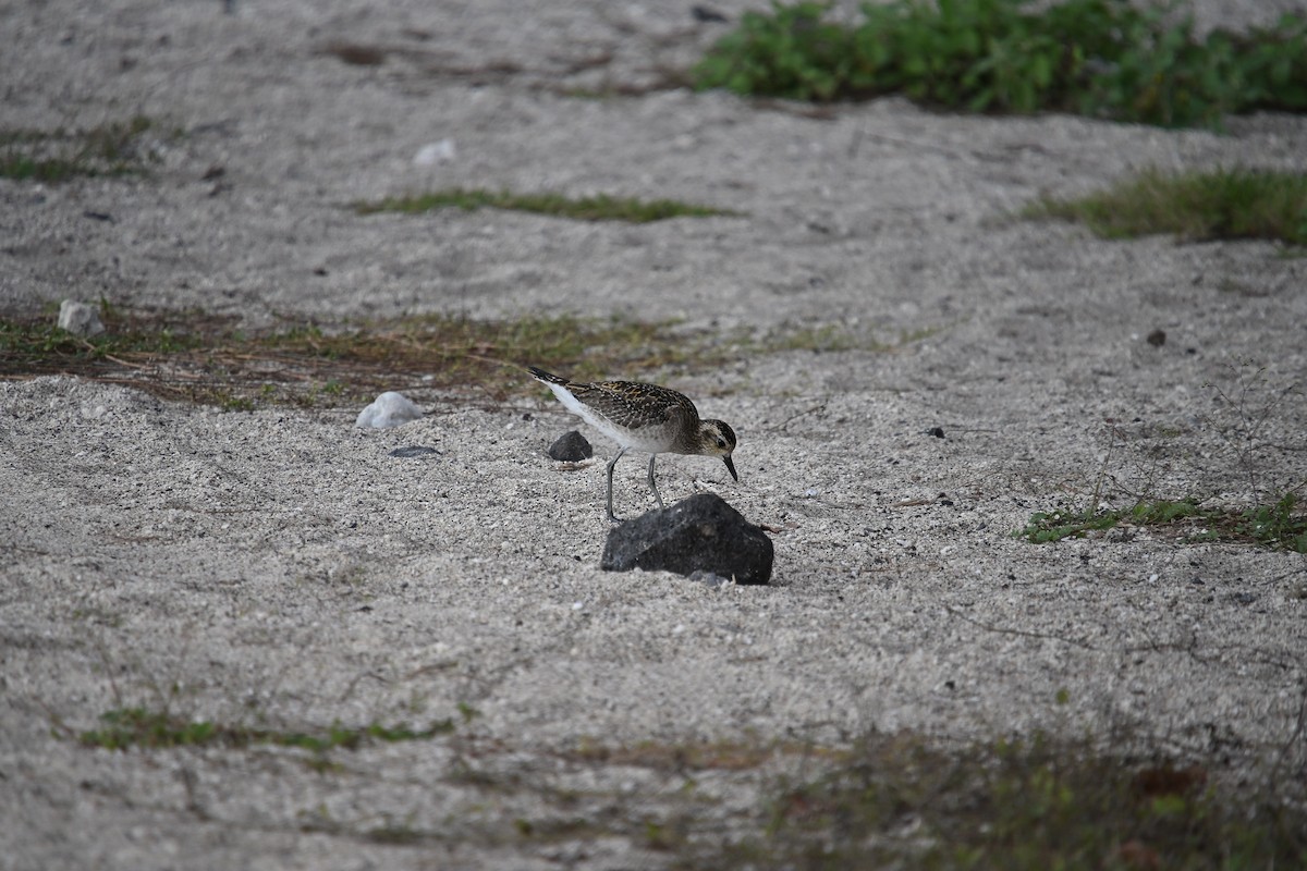 Pacific Golden-Plover - ML646214708