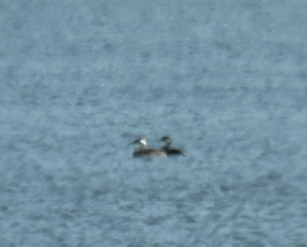Western/Clark's Grebe - ML646214709