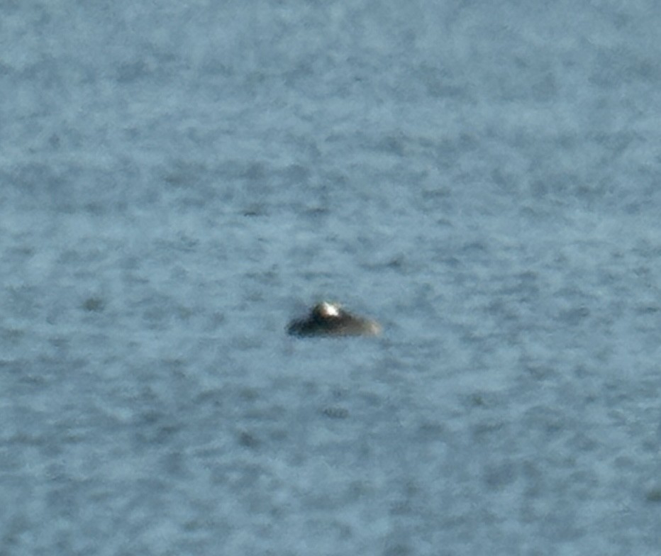 Western/Clark's Grebe - ML646214710