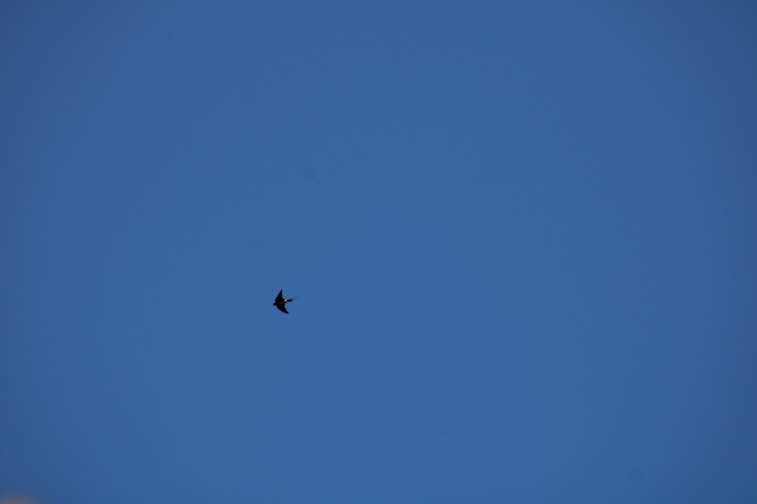 Ластівка сільська - ML646214718