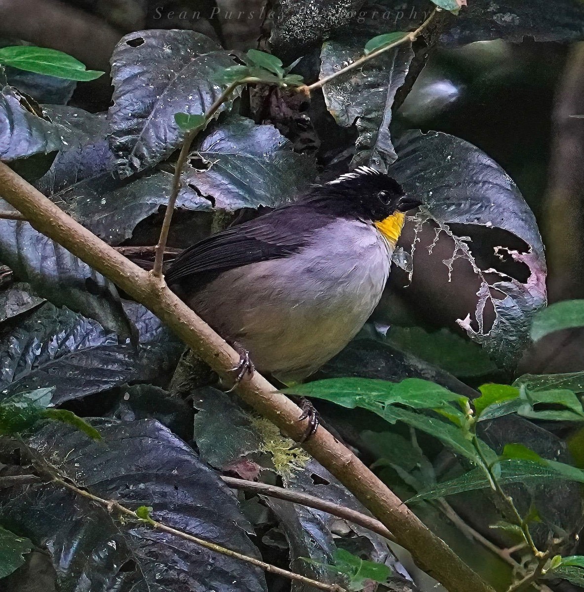 White-naped Brushfinch - ML646214719