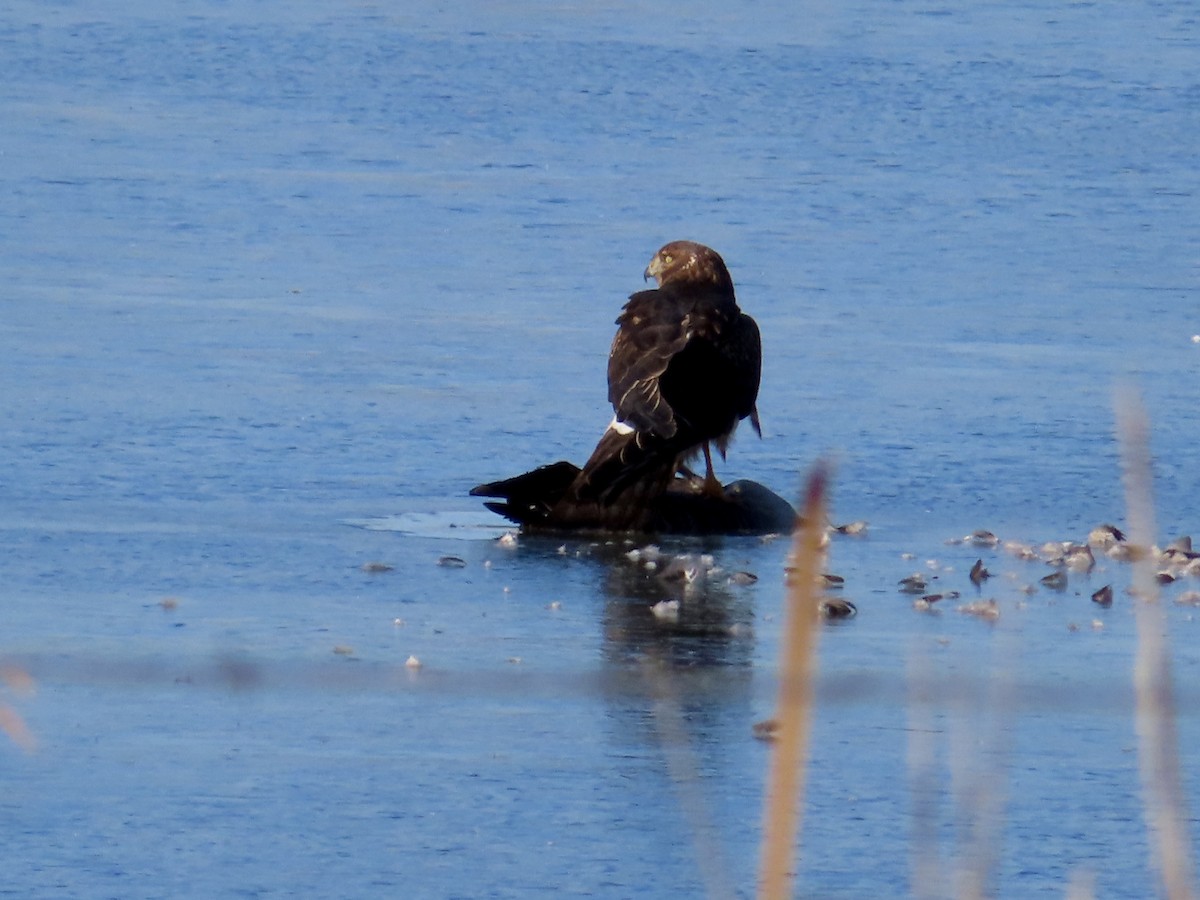 Northern Harrier - ML646214721