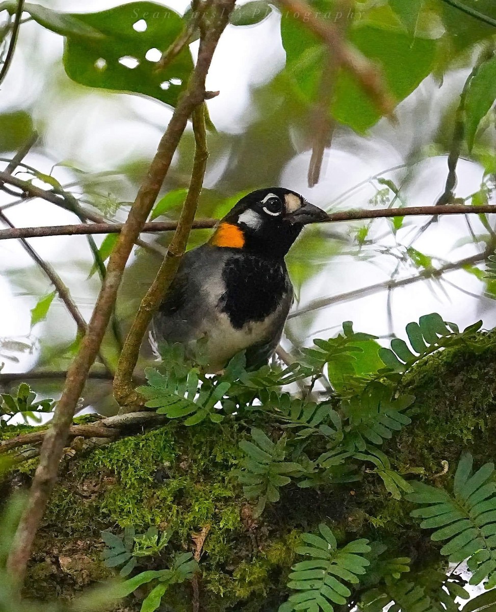 White-eared Ground-Sparrow - ML646214723