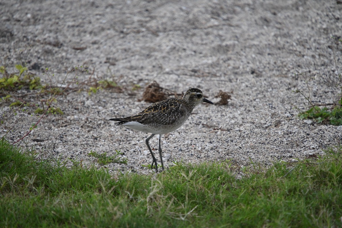 Pacific Golden-Plover - ML646214725