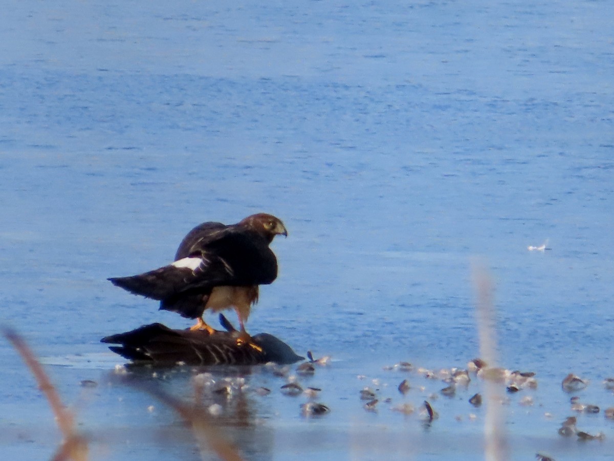 Northern Harrier - ML646214734
