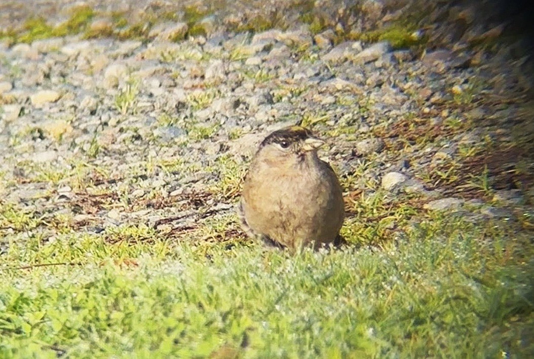 Golden-crowned Sparrow - ML646214735