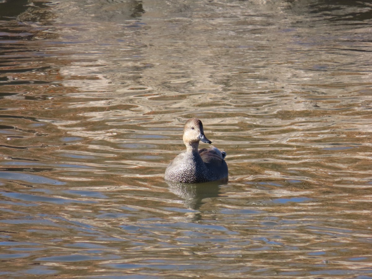 Нерозень - ML646214737