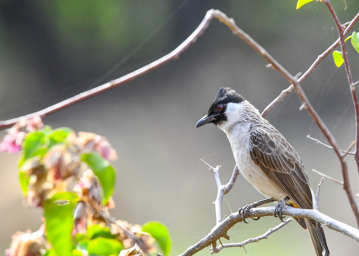 Rußhaubenbülbül - ML646214744