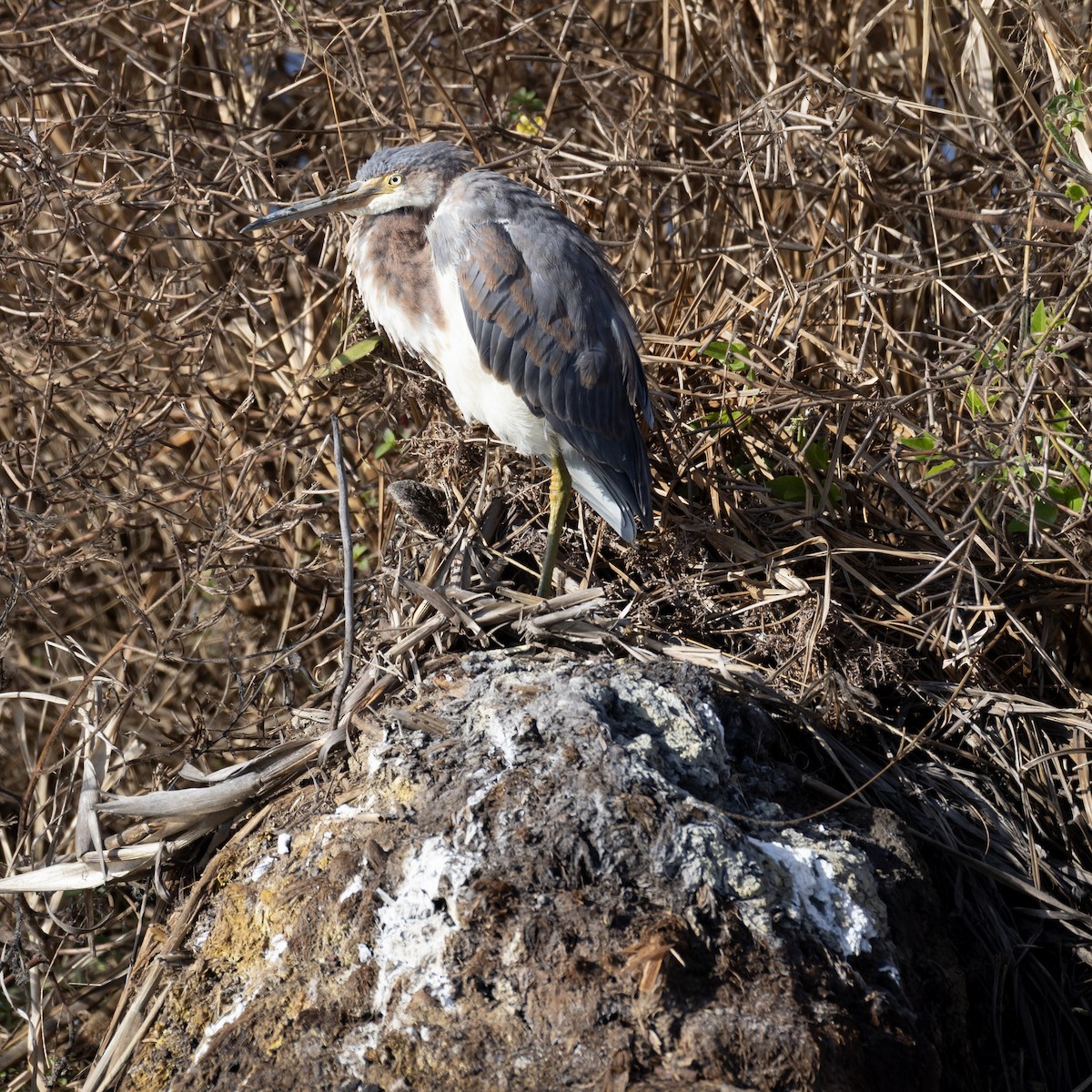 Tricolored Heron - ML646214753