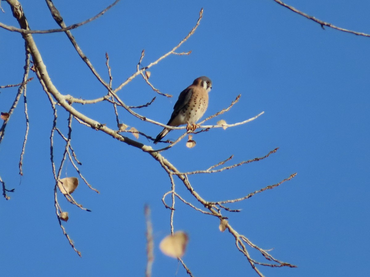 American Kestrel - ML646214754