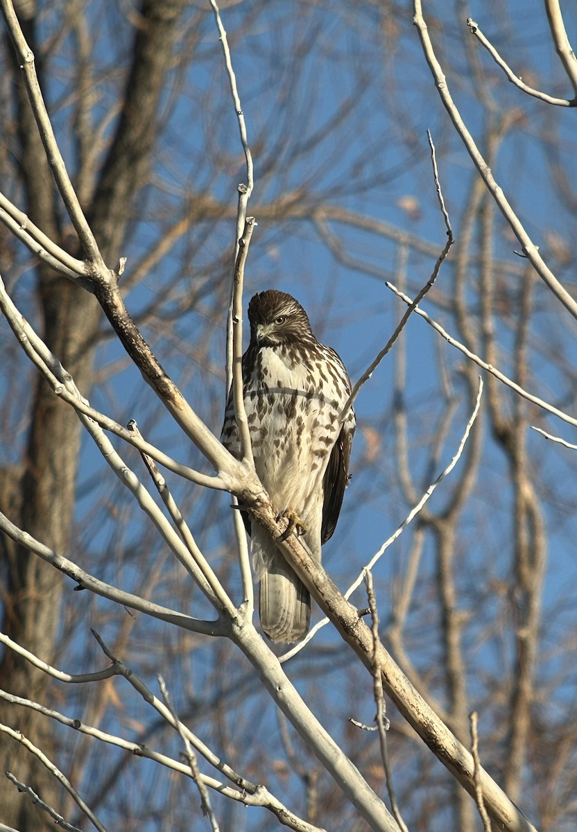 Red-tailed Hawk - ML646214755