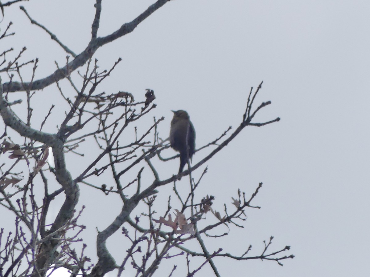 Roststärling - ML646214765