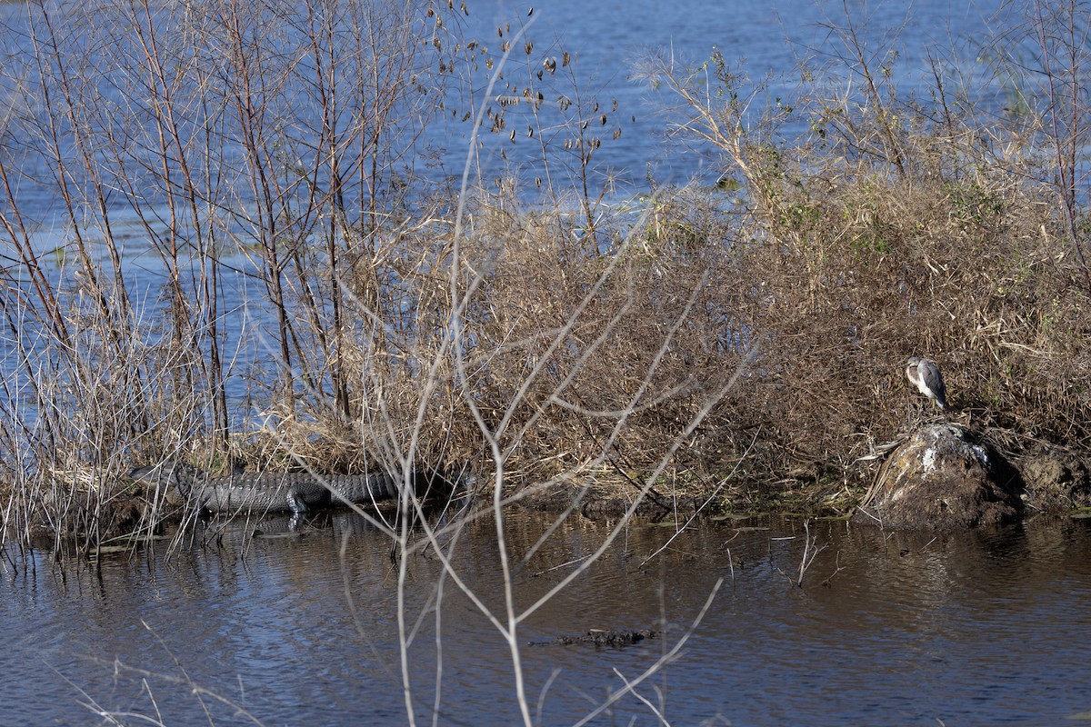 Dreifarbenreiher - ML646214766